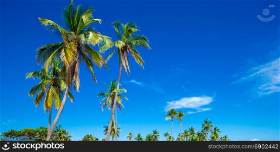 palm trees in the blue sunny sky