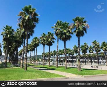 Palm trees in the park of Adler city, Russia