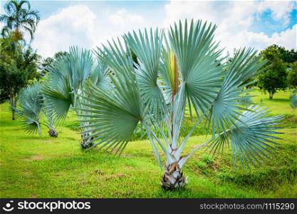 palm trees in the park / tropical plant palm garden and blue sky on bright