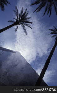 Palm Trees In The Shadow Of A Skyscraper