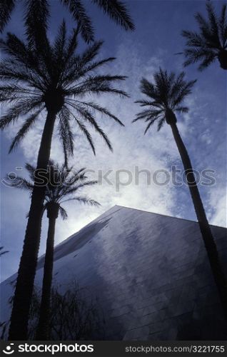 Palm Trees In The Shadow Of A Skyscraper