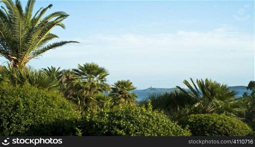 Palm trees in Villasimius, Sardinia, Italy