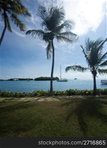 Palm trees line the coast near La Parguera in Puerto Rico