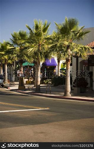 Palm trees lining a city street