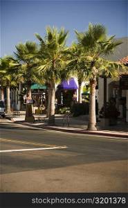 Palm trees lining a city street