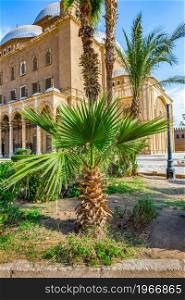 Palm trees near mosque in Cairo Citadel, Egypt. Palms near mosque