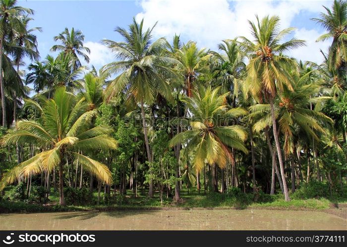 Palm trees near rice field with water in Sri Lanka