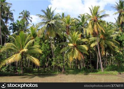 Palm trees near rice field with water in Sri Lanka