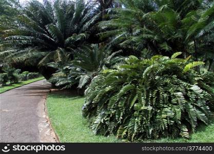 Palm trees near road in royal botanical garden Peradeniya, Sri Lanka
