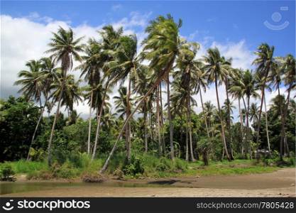 Palm trees near the water on the beach, Vanuatu