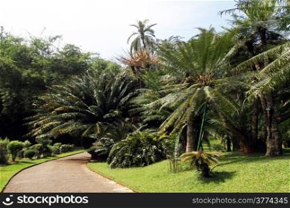Palm trees ner road in royal botanical garden Peradeniya, Sri Lanka