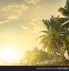 Palm trees on a background of sunset