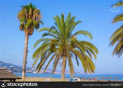 palm trees on a beach at atarecer in Malaga, Spain