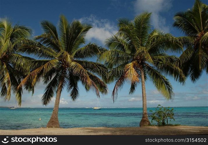Palm trees on a beach, Moorea, Tahiti, French Polynesia, South Pacific