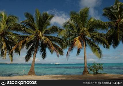Palm trees on a beach, Moorea, Tahiti, French Polynesia, South Pacific
