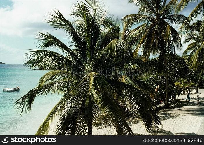 Palm trees on a beach, U.S. Virgin Islands