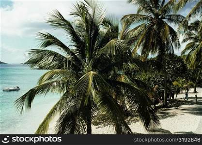 Palm trees on a beach, U.S. Virgin Islands