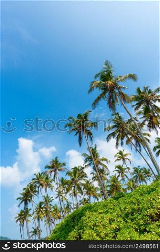 Palm trees on a cliff hill above the ocean