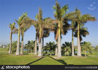 Palm trees on a field, Miami, Florida, USA