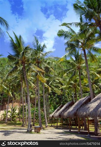 Palm trees on an ocean coast. Indonesia. Bali.