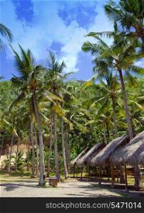 Palm trees on an ocean coast. Indonesia. Bali.