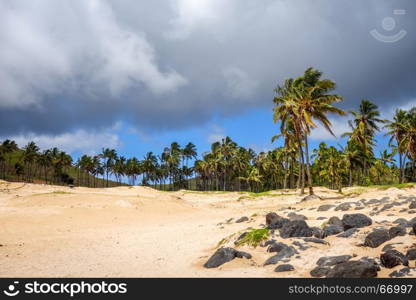 Palm trees on Anakena beach, easter island, Chile. Palm trees on Anakena beach, easter island