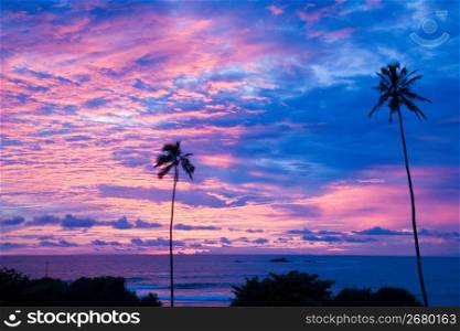 Palm trees on beach at sunset