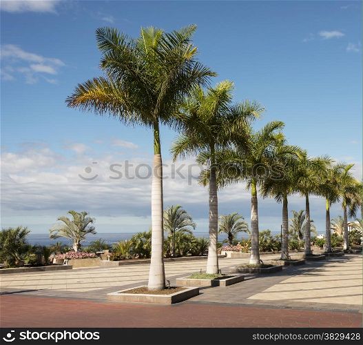 palm trees on boulevard in tenerife