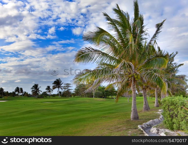 Palm trees on golf field