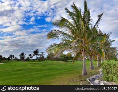 Palm trees on golf field