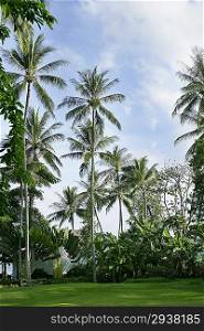 Palm Trees on lawn
