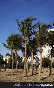 Palm trees on Miami Beach