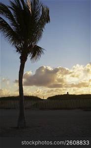 Palm trees on Miami Beach