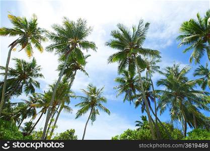 Palm trees on sky background
