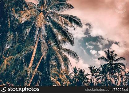 Palm trees on sunset, grunge style photo of a many fresh palm trees on cloudy overcast sky background, beautiful nature of tropical island, Bali
