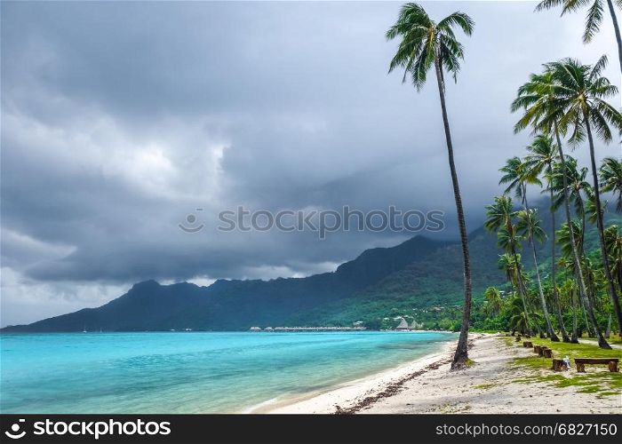 Palm trees on Temae Beach in Moorea island. French Polynesia. Palm trees on Temae Beach in Moorea island