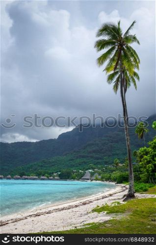 Palm trees on Temae Beach in Moorea island. French Polynesia. Palm trees on Temae Beach in Moorea island
