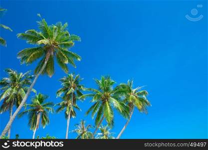 palm trees on the background