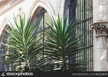 palm trees on the background of the buildings at the zoo