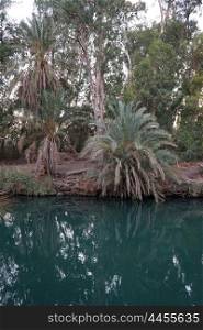 Palm trees on the bank of Jordan river in Israel