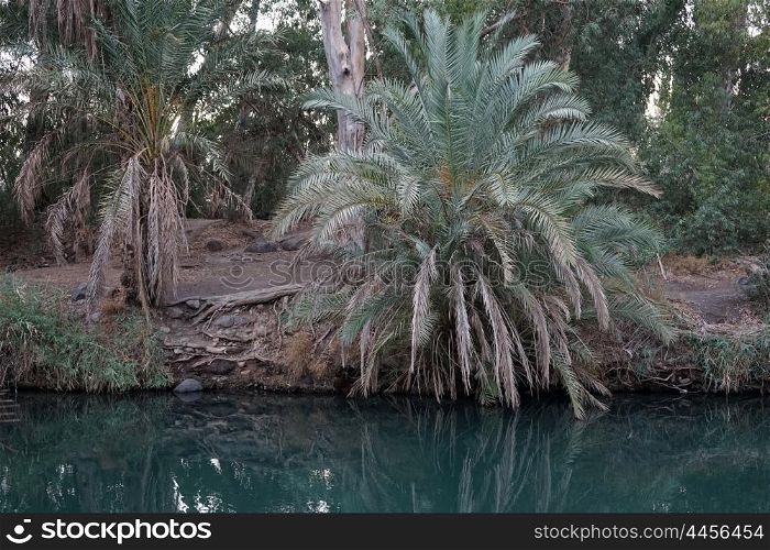 Palm trees on the bank of Jordan river, Israel