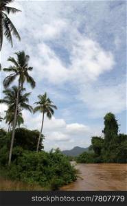 Palm trees on the bank of Mekong, Don Khone island, Laos