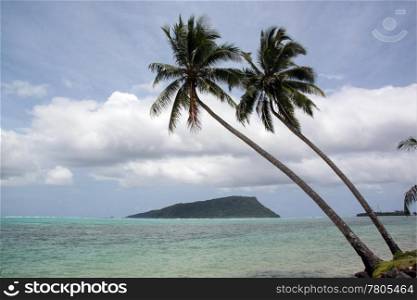 Palm trees on the beach and island in Upolu, Samoa