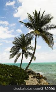 Palm trees on the beach, Cable Beach, Nassau, Bahamas