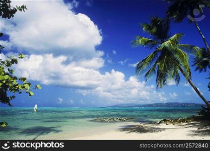 Palm trees on the beach, Caribbean