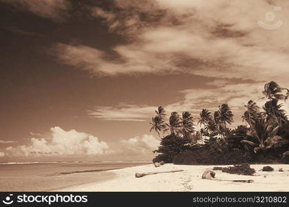 Palm trees on the beach, Hawaii, USA