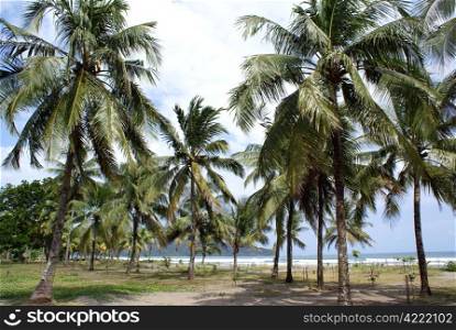 Palm trees on the beach in Pangandaran, Java, Indonesia