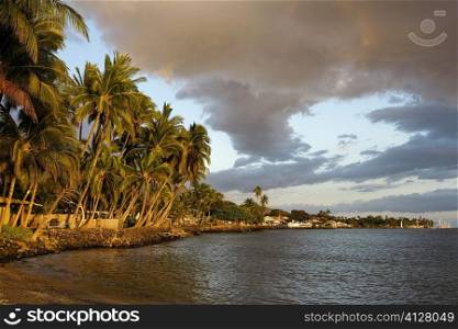Palm trees on the beach, Lahaina, Maui, Hawaii Islands, USA