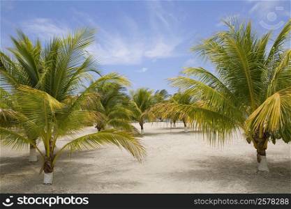 Palm trees on the beach, Las Palmas Resort, Roatan, Bay Islands, Honduras