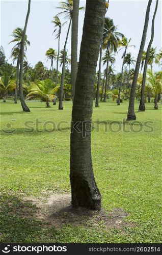 Palm trees on the beach, Luquillo Beach, Puerto Rico